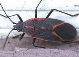 Eastern Boxelder Bug